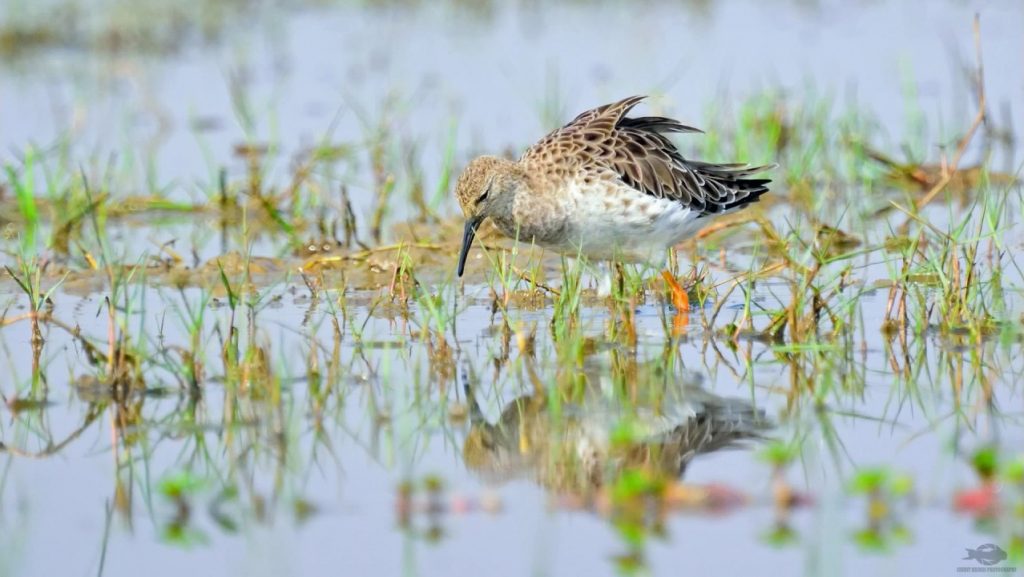 Birding in the swamps of Manglajodi on our Chilka Lake Trip