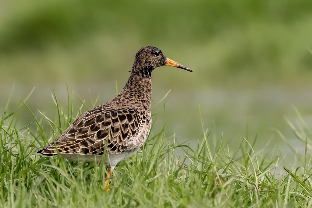 Birds of Chilka lake