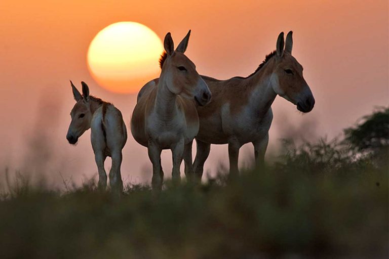 Wild ass of the Little Rann of Kutch