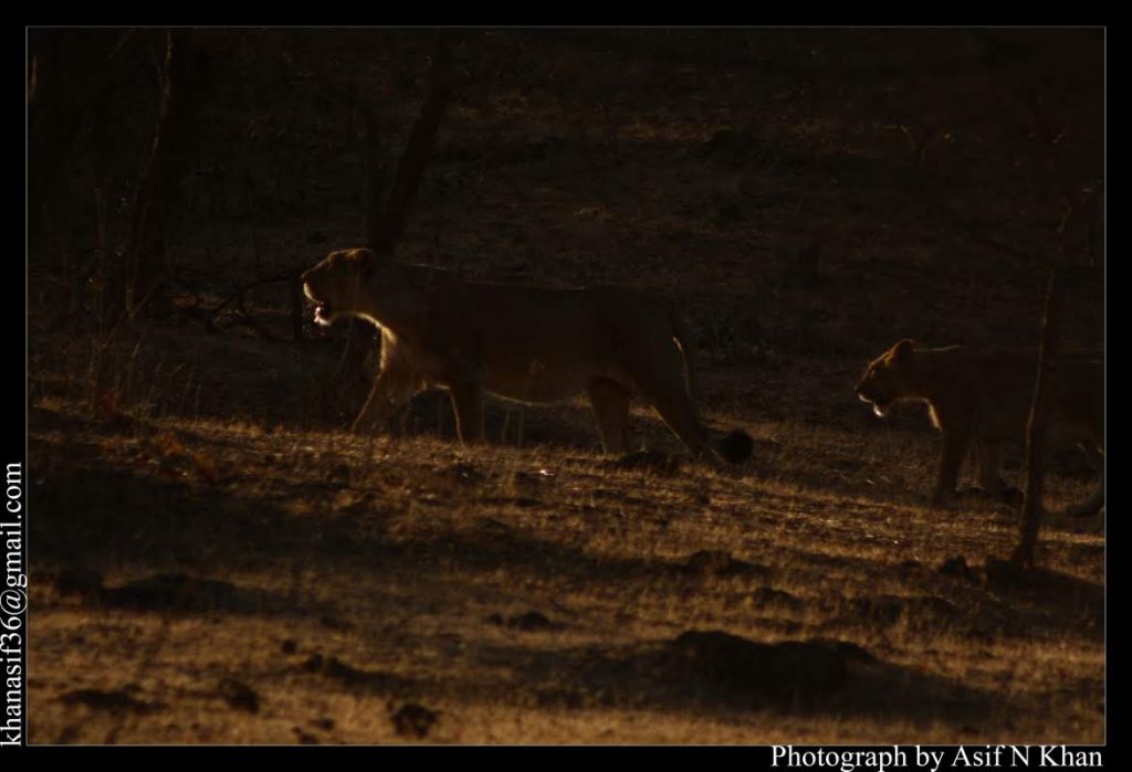 Lions walking at twilight on our Gir Safari Experience