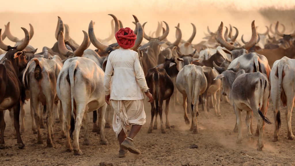 Local farmers with their livestock on our Kutch Journeys