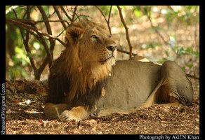 Lion in a pensive mood , at Gir National Park