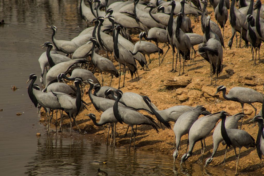 Spectacle of Demosielle cranes observed on our Rajasthan Experience