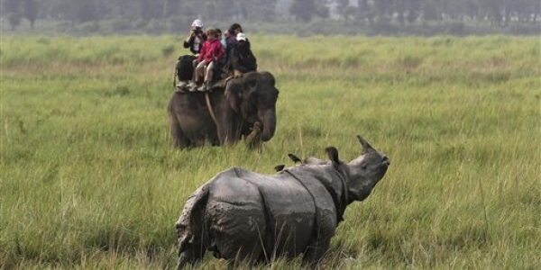 One horned rhinoceros spotted in Kaziranga