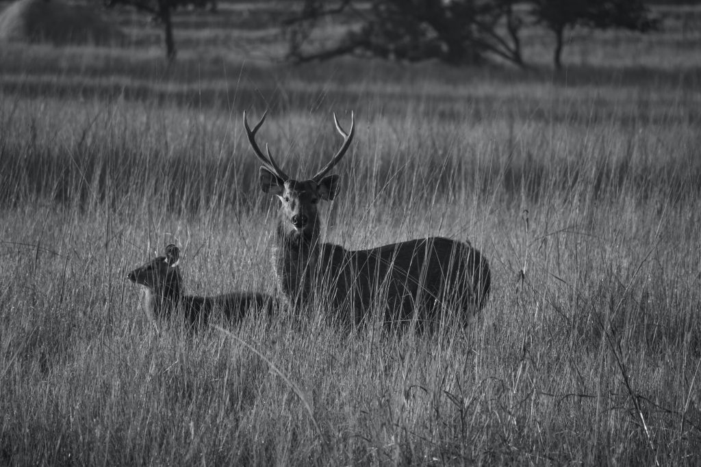 Stag seen on Safari in Tadoba wildlife experience