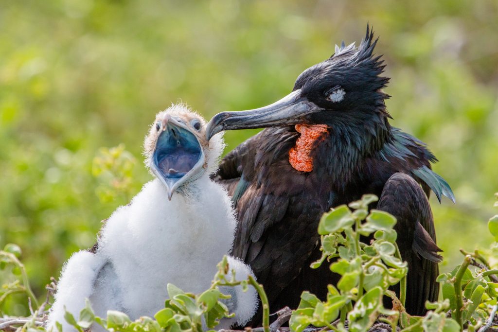 Endemic Birdlife of the Galapagos Island