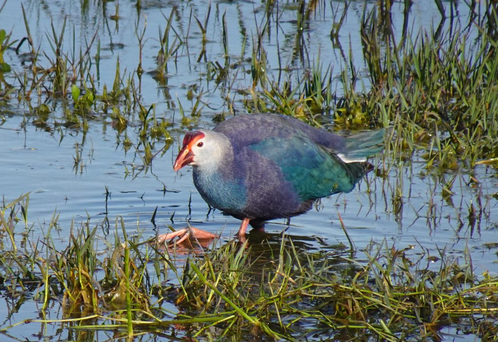 Birding in the swamps of Manglajodi on our Chilka Lake Trip