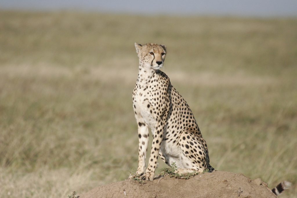 Cheetah sighting on out Tanazania Wildlife Trip