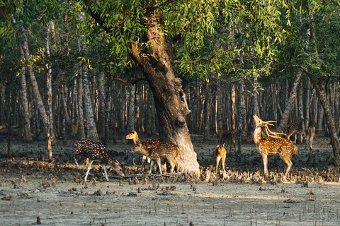 Sunderbans Wildlife Tours