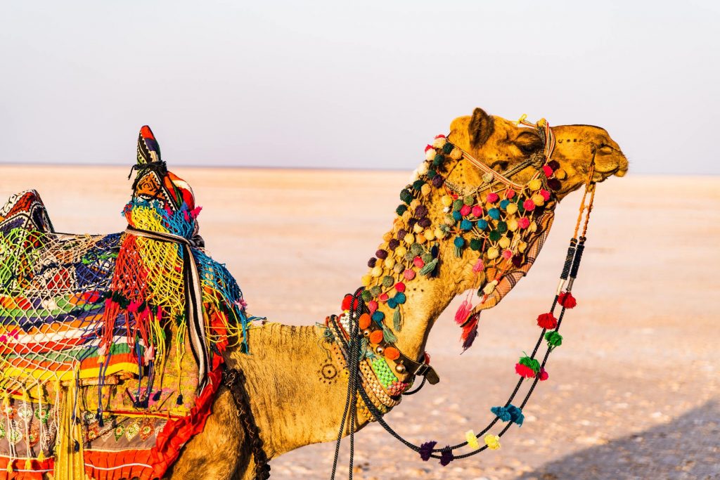 Colourful camels of the Rann , whilst on the Kutch Experience