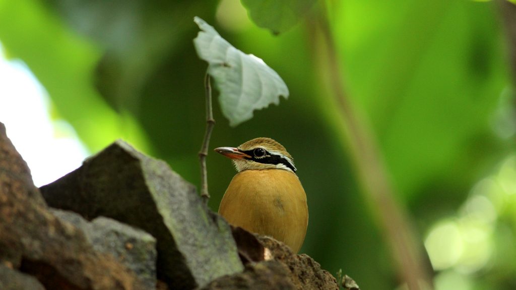 India Pitta seen on our Central India Safari Experience