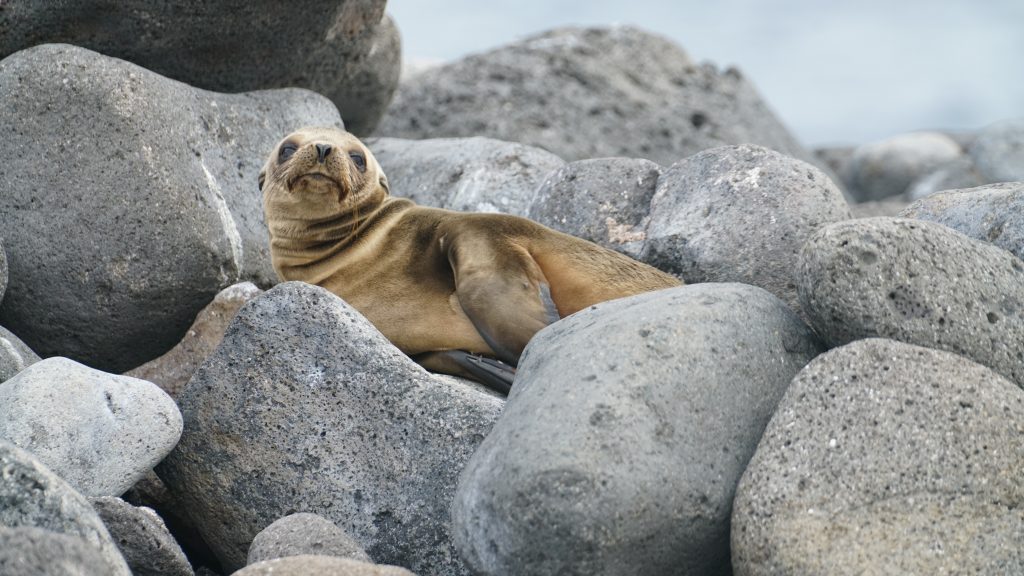 Unafraid seals on the Galapagos Islands