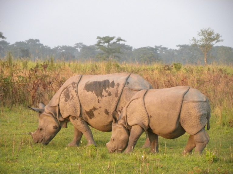 One horned Rhinos of Kaziranga