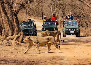 Pride of lions seen on the Gir Safari Experience