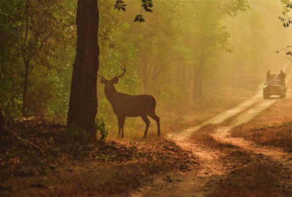 Kanha Wildlife Holidays