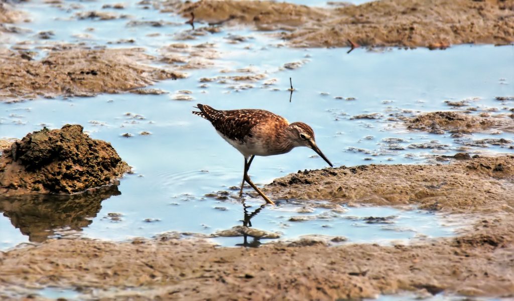 Birding in the swamps of Manglajodi on our Chilka Lake Trip