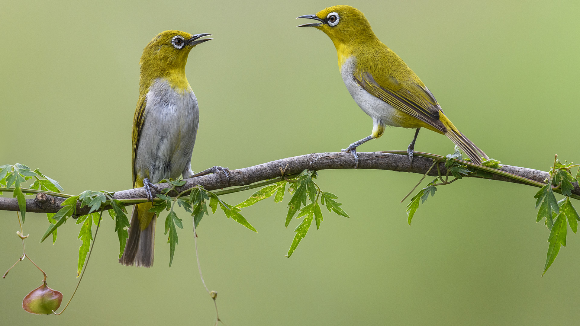 Pangot Birding Tours - GlobalJourneys