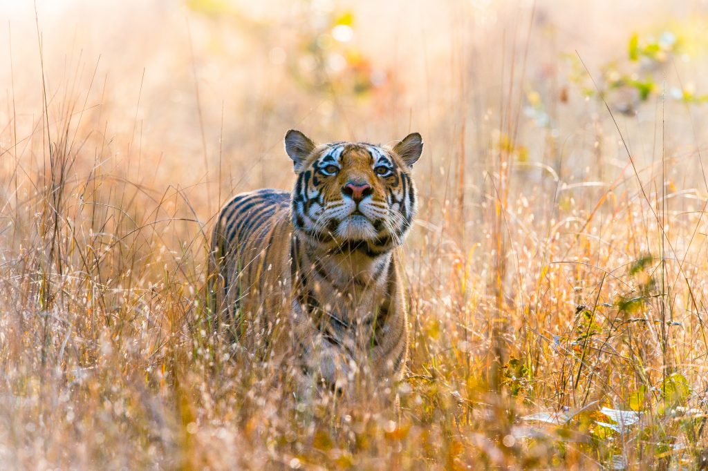 Tiger seen on a safari in the jungles of Central India