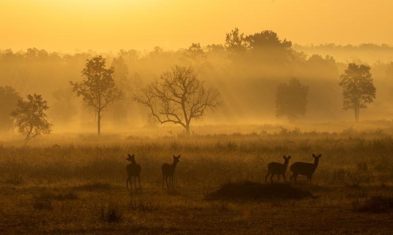 A jungle book adventure in Central India