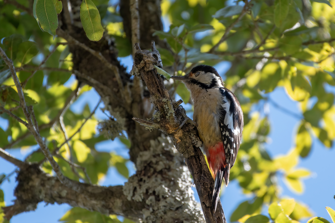 Himalayan Birding in Pangot