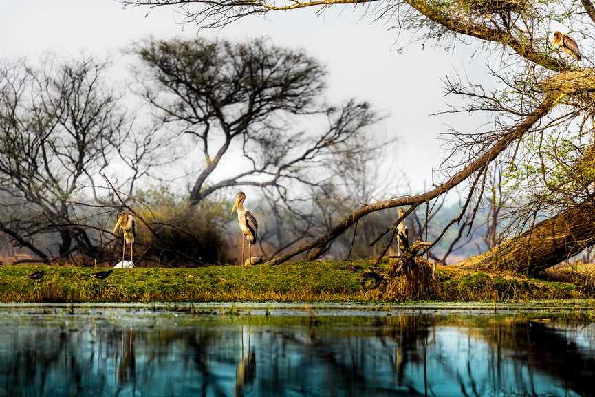 Wetland wonders of Bharatpur