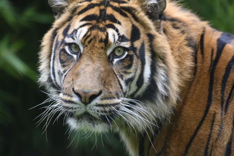 Feline Fortunes in Tadoba