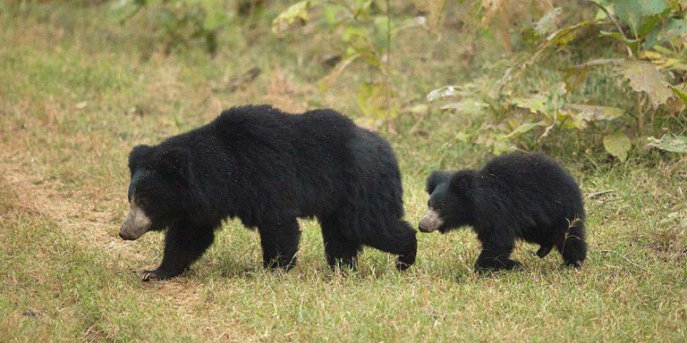 Sloth bear family ambling across the jungle