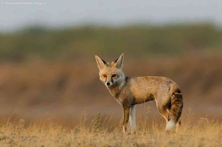 Desert foxes are a common sight here