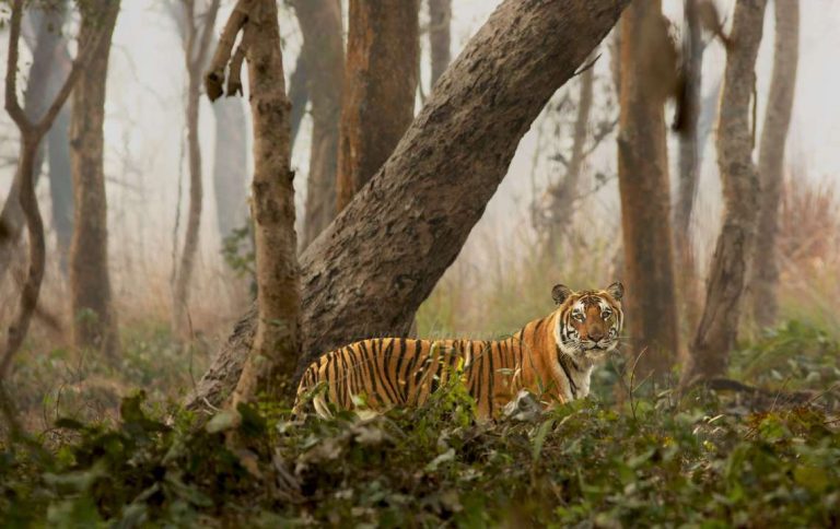 Tiger Safari in India