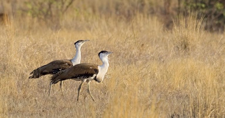 A Pair of Great Indian Bustards - DNP is home to the last few remaining populations of the majestic bird