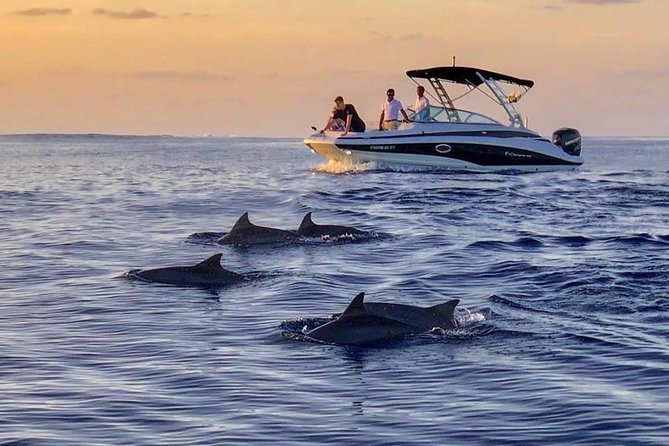 Dolphin watching - Maldives Vacation