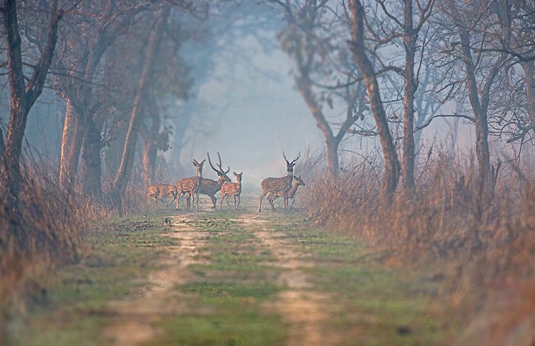 sal forests of terai