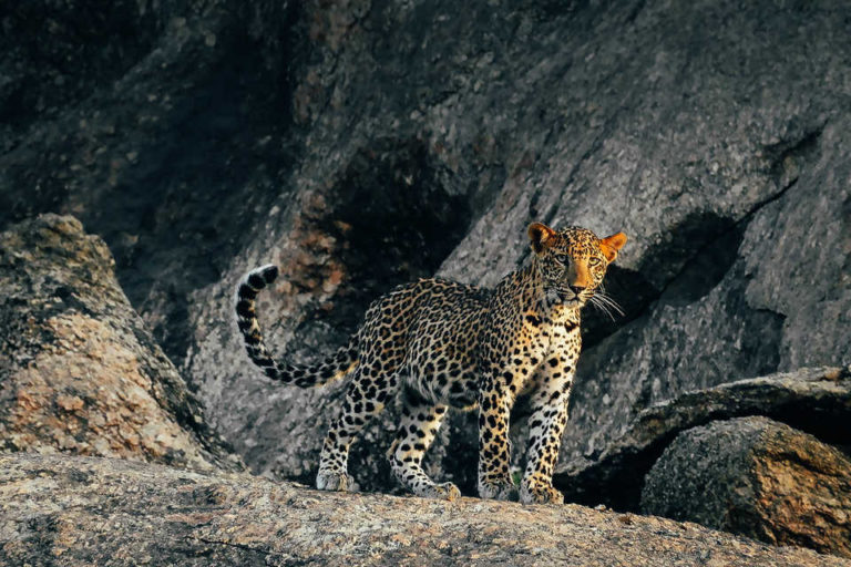 Leopards are the prime attraction at Jawai Conservation Reserve