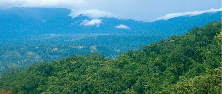 Dense forests of Namdapha for as far as the eye can see