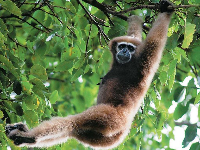 A Hoolock Gibbon