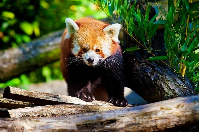 The Elusive Red Panda