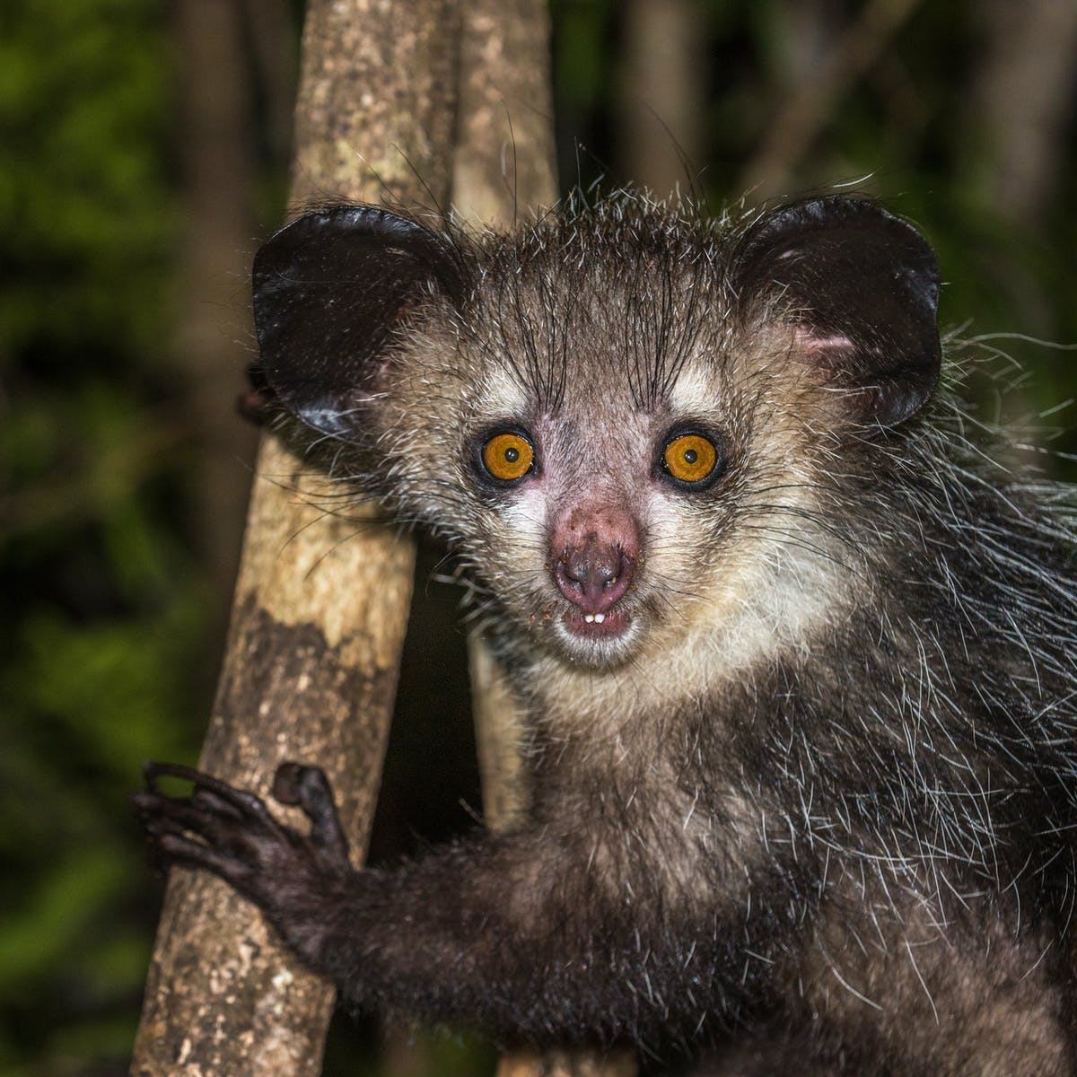 12 Amazing Madagascar Facts we are sure you din't know. - GlobalJourneys