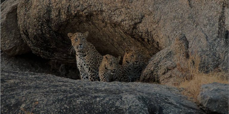 Caves in the rocky hill contours are favourite hideouts for Leopards