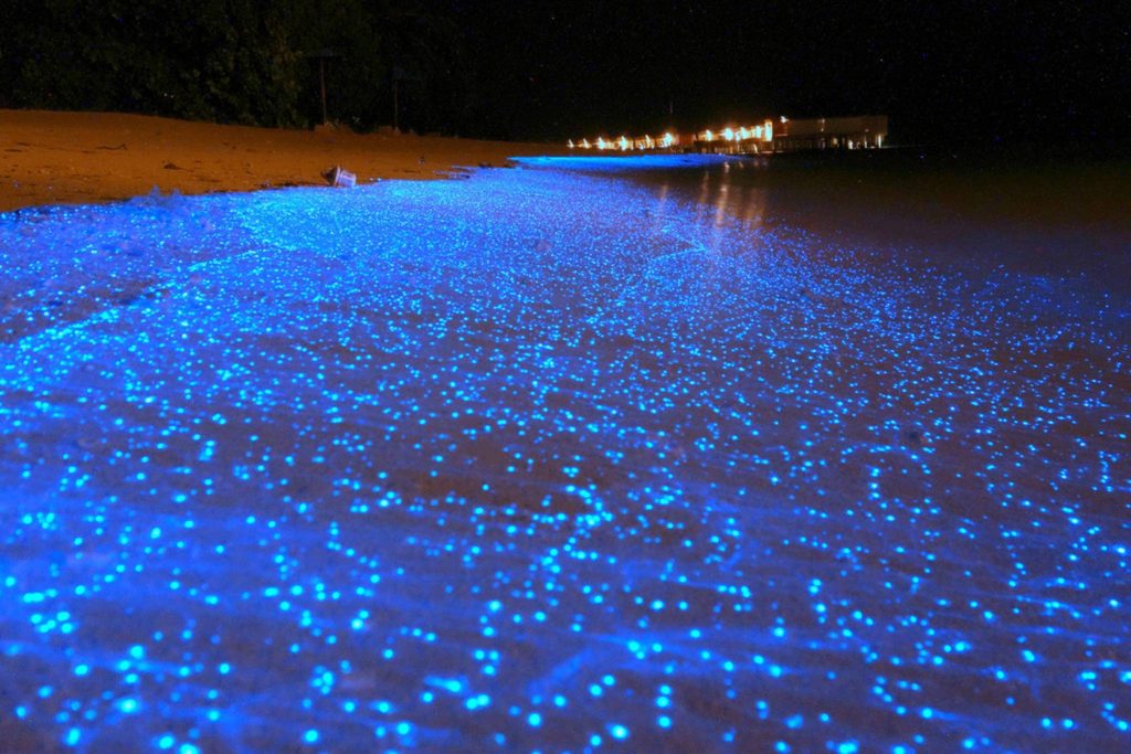 Sea of Stars - Maldives Vacation