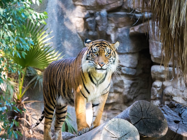 Tigers in Satpura National Park