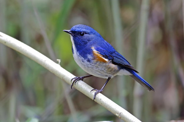 Birding in Pangot